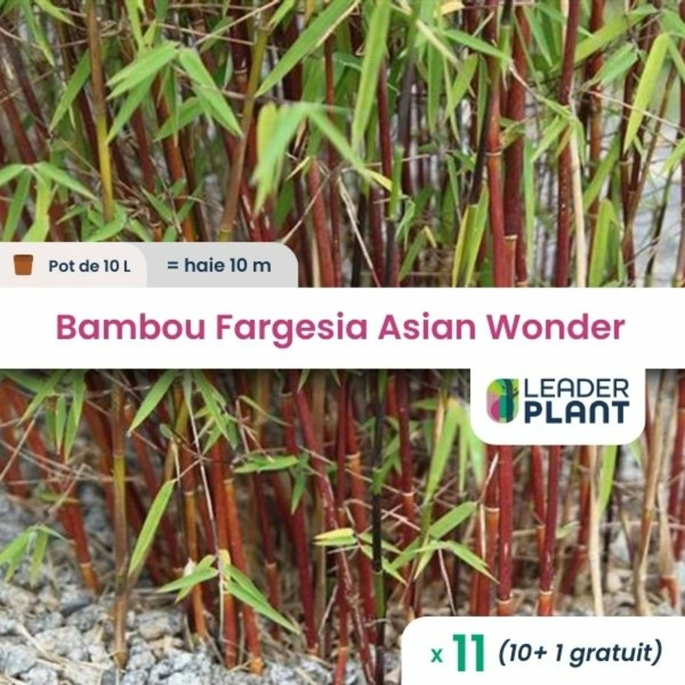 11 X Bambou Fargesia Asian Wonder En Pot De 10 L 1 11 X Bambou Fargesia Asian Wonder En Pot De 10 L
