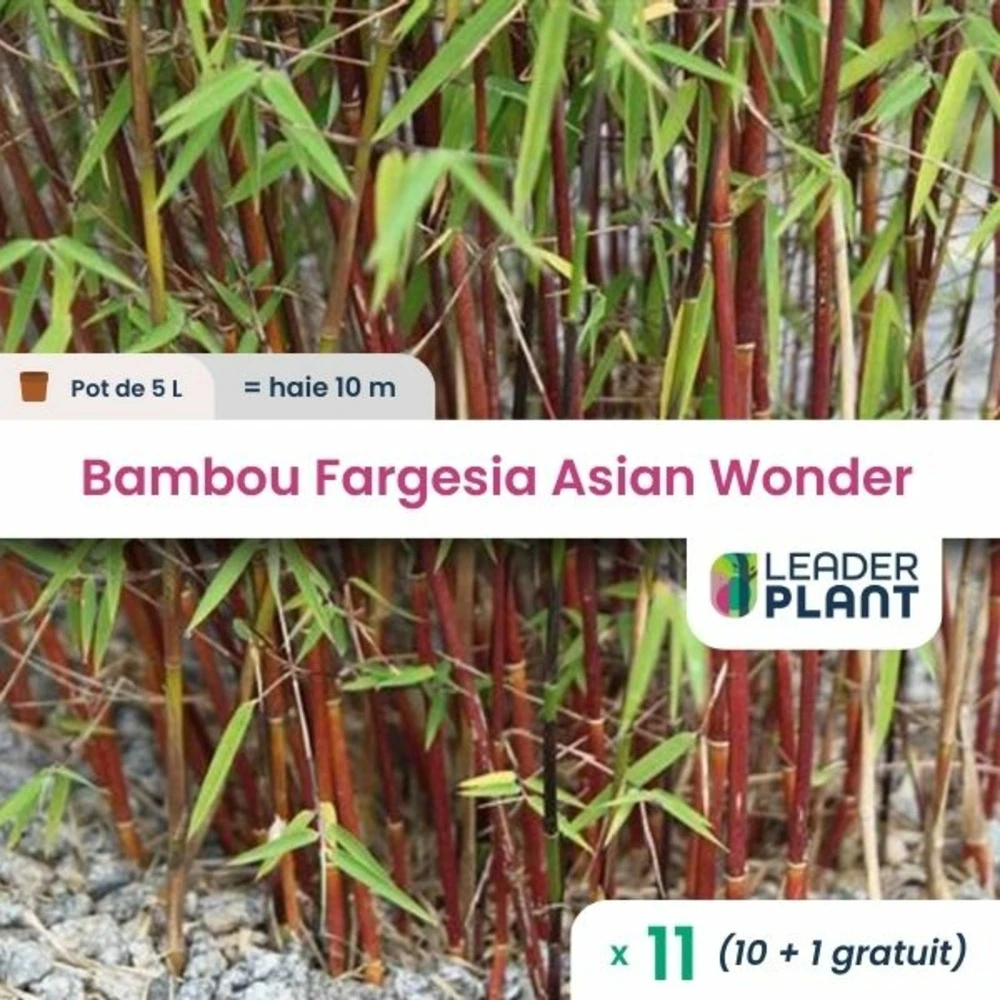 11 X Bambou Fargesia Asian Wonder En Pot De 5 L 1 11 X Bambou Fargesia Asian Wonder En Pot De 5 L