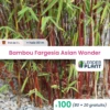 100 X Bambou Fargesia Asian Wonder En Pot De 1 L