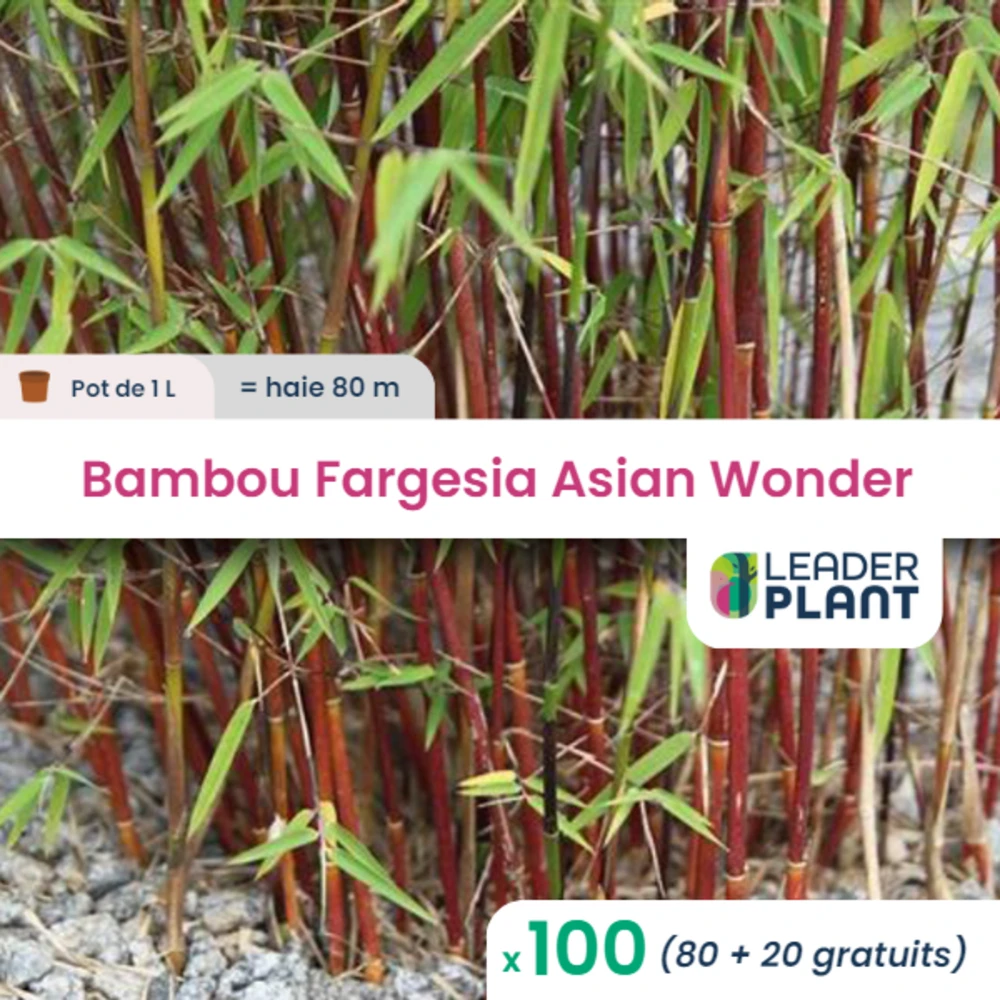 100 X Bambou Fargesia Asian Wonder En Pot De 1 L 1 100 X Bambou Fargesia Asian Wonder En Pot De 1 L