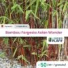 50 X Bambou Fargesia Asian Wonder En Pot De 5 L