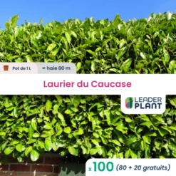 100 X Laurier Palme, Laurier Du Caucase, Laurier Cerise En Pot De 1 L