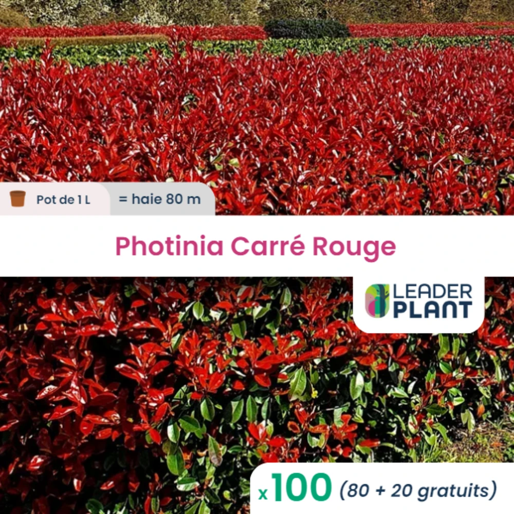 100 X Photinia Carré Rouge En Pot De 1 L 1 100 X Photinia Carré Rouge En Pot De 1 L