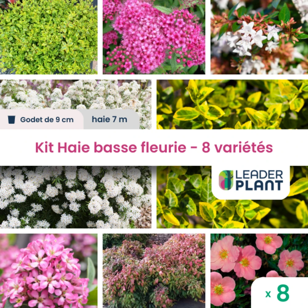Kit Haie Basse Fleurie - 8 Variétés – Lot De 8 Plants En Godet 1 Kit Haie Basse Fleurie - 8 Variétés – Lot De 8 Plants En Godet