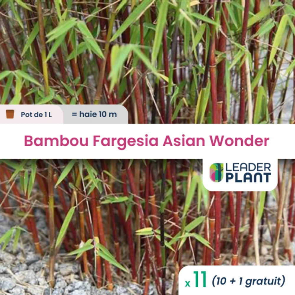11 X Bambou Fargesia Asian Wonder En Pot De 1 L 1 11 X Bambou Fargesia Asian Wonder En Pot De 1 L