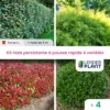 Kit Haie Persistante à Pousse Rapide – 4 Variétés - Lot De 4 Plants En Pot De 1 L