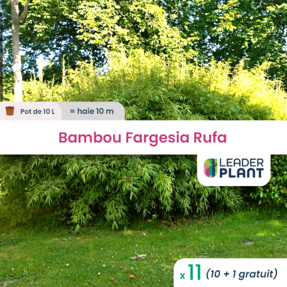 11 X Bambou Fargesia Rufa En Pot De 10 L 1 11 X Bambou Fargesia Rufa En Pot De 10 L