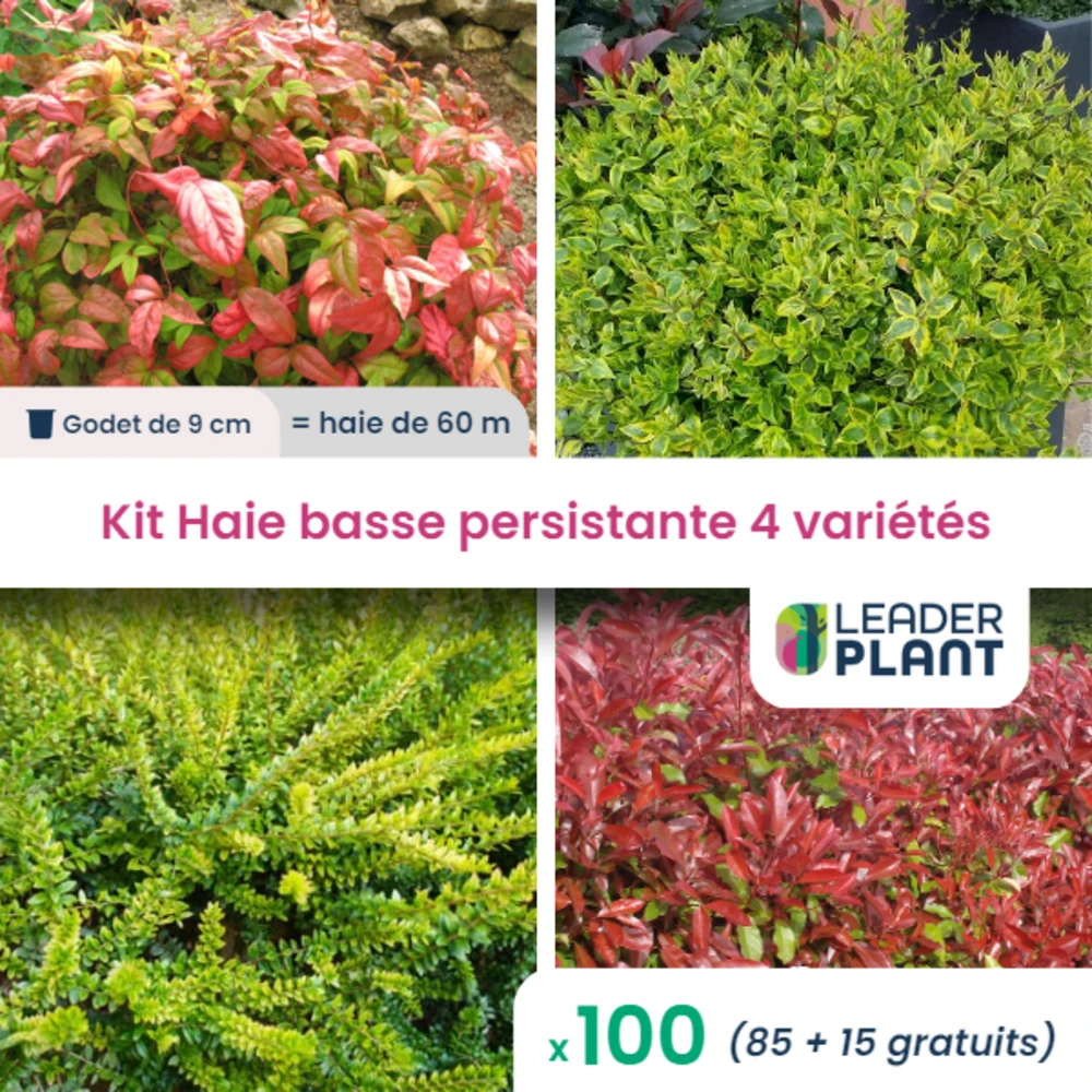 Kit Haie Basse Persistante - 4 Variétés - Lot De 100 Plants En Godet 1 Kit Haie Basse Persistante - 4 Variétés - Lot De 100 Plants En Godet