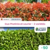 Duo Photinias Rouge Et Lauriers Verts – 2 Variétés – Lot De 50 Plants En Pot De 4 L