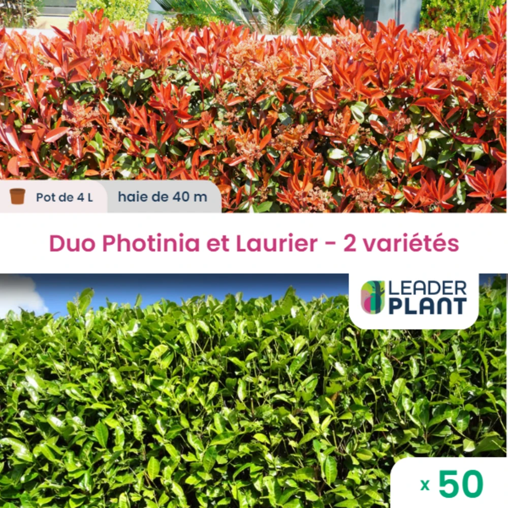 Duo Photinias Rouge Et Lauriers Verts – 2 Variétés – Lot De 50 Plants En Pot De 4 L 1 Duo Photinias Rouge Et Lauriers Verts – 2 Variétés – Lot De 50 Plants En Pot De 4 L