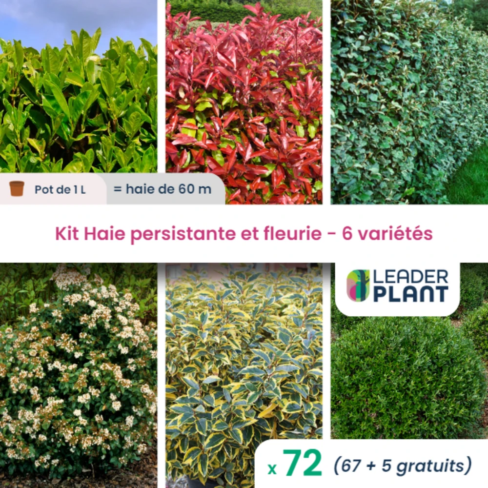 Kit Haie Persistante Et Fleurie 6 Variétés – Lot De 72 Plants En Pot De 1 L 1 Kit Haie Persistante Et Fleurie 6 Variétés – Lot De 72 Plants En Pot De 1 L