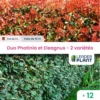 Duo De Lauriers Rouge Et Argent - 2 Variétés - Lot De 12 Plants En Pot De 4 L