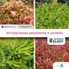 Kit Haie Basse Persistante - 4 Variétés - Lot De 4 Plants En Godet