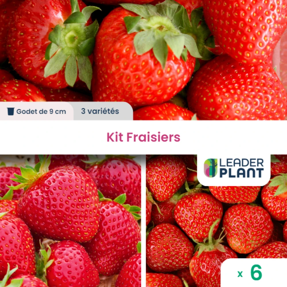 Kit Fraisiers - 3 Variétés - Lot De 6 Plants En Godet 1 Kit Fraisiers - 3 Variétés - Lot De 6 Plants En Godet