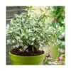 Jasmin étoilé Jasminoïdes Sun Lover®/pot De 4l