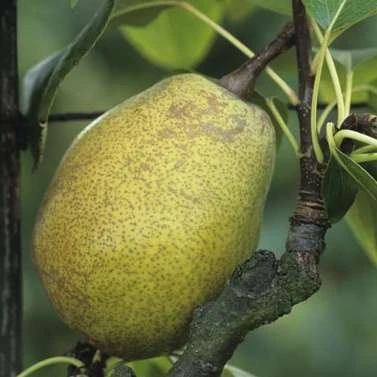 Poirier Jeanne D'Arc : Gobelet 3 Ans D'âge Ctr 12 Litres 2 Poirier Jeanne D'Arc : Gobelet 3 Ans D'âge Ctr 12 Litres – Image 2