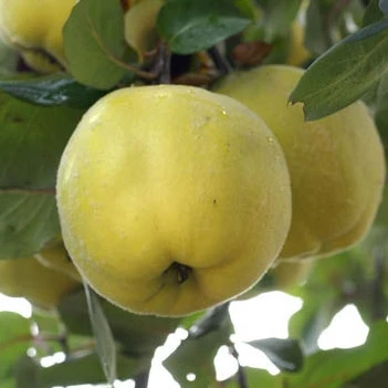 Cognassier Champion : Gobelet 3 Ans D'âge 2 Cognassier Champion : Gobelet 3 Ans D'âge – Image 2