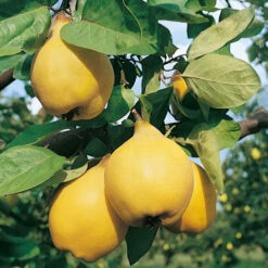 Cognassier Champion : Gobelet 3 Ans D'âge 7 Cognassier Champion : Gobelet 3 Ans D'âge -Emerald Soldes 6532 004