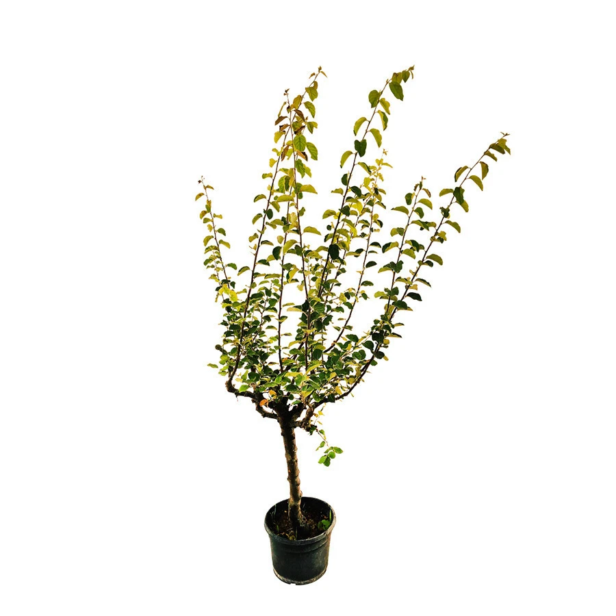 Cognassier Champion : Gobelet 3 Ans D'âge 3 Cognassier Champion : Gobelet 3 Ans D'âge – Image 3