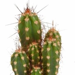 Cactus, Box De 5 Plantes - H8cm, ø5,5cm - Plantes D'intérieur -Emerald Soldes 664e171e2bda6fec
