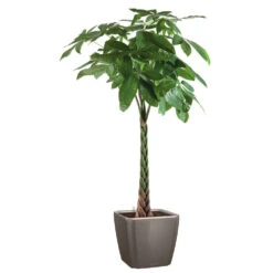 Pachira Tressé : H.150/160cm, Pot D.27cm -Emerald Soldes 674123 002