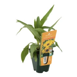 Soleil Vivace : Lot De 3 Godets -Emerald Soldes 682893 002