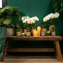 Haworthia Limifolia - ø6cm - H11cm, ø6cm - Plante D'intérieur -Emerald Soldes 6945dc1ff6ec8dda