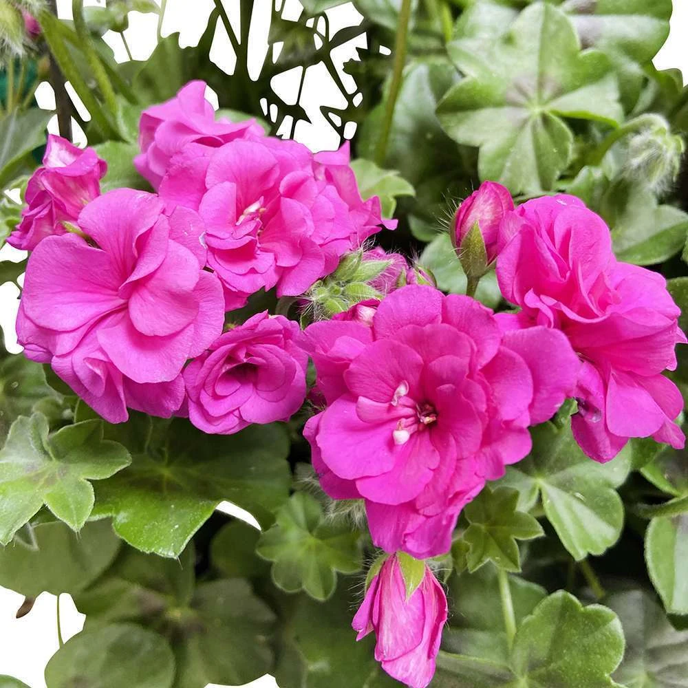 Géranium Lierre Double 'Royal® Blue' Label Rouge : 10 Plants 1 Géranium Lierre Double 'Royal® Blue' Label Rouge : 10 Plants