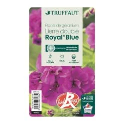 Géranium Lierre Double 'Royal® Blue' Label Rouge : 10 Plants 6 Géranium Lierre Double 'Royal® Blue' Label Rouge : 10 Plants -Emerald Soldes 697173 008