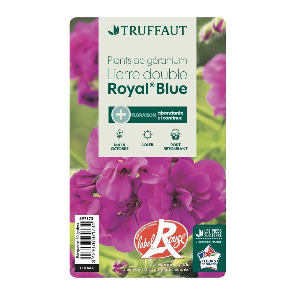 Géranium Lierre Double 'Royal® Blue' Label Rouge : 10 Plants 3 Géranium Lierre Double 'Royal® Blue' Label Rouge : 10 Plants – Image 3