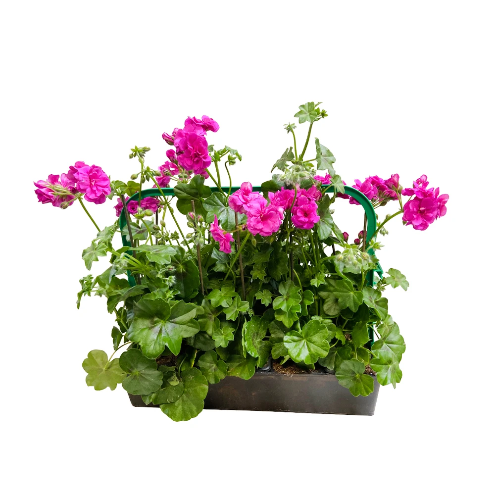 Géranium Lierre Double 'Royal® Blue' Label Rouge : 10 Plants 2 Géranium Lierre Double 'Royal® Blue' Label Rouge : 10 Plants – Image 2