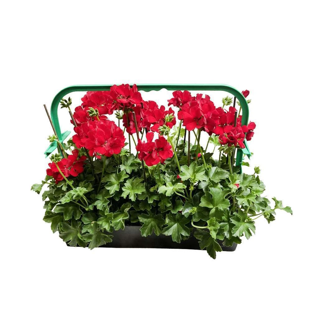 Géranium Lierre Double 'Marcada® Dark Red' Label Rouge : 10 Plants 2 Géranium Lierre Double 'Marcada® Dark Red' Label Rouge : 10 Plants – Image 2