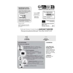 Géranium Lierre Double 'Marcada® Dark Red' Label Rouge : 10 Plants 7 Géranium Lierre Double 'Marcada® Dark Red' Label Rouge : 10 Plants -Emerald Soldes 697174 007