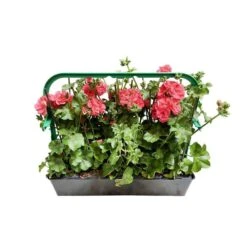 Géranium Lierre Double 'Royal® Salmon' Label Rouge : 10 Plants -Emerald Soldes 697176 010