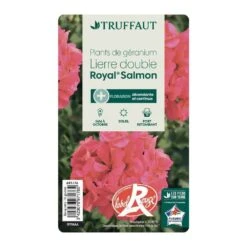 Géranium Lierre Double 'Royal® Salmon' Label Rouge : 10 Plants -Emerald Soldes 697176 013