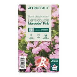 Géranium Lierre Double 'Marcada® Pink' Label Rouge : 10 Plants 6 Géranium Lierre Double 'Marcada® Pink' Label Rouge : 10 Plants -Emerald Soldes 697177 007
