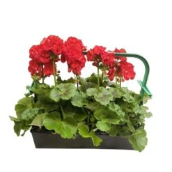 Géranium Zonale 'Sunrise® Fernando' Label Rouge : 10 Plants 7 Géranium Zonale 'Sunrise® Fernando' Label Rouge : 10 Plants -Emerald Soldes 697186 002