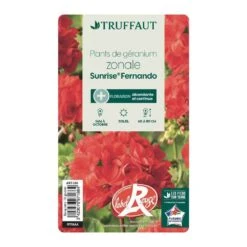 Géranium Zonale 'Sunrise® Fernando' Label Rouge : 10 Plants 8 Géranium Zonale 'Sunrise® Fernando' Label Rouge : 10 Plants -Emerald Soldes 697186 004