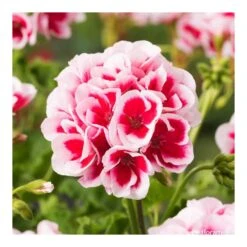 Géranium Zonale Americana® White Splash Improved'Label Rouge:10 Plants -Emerald Soldes 697188 005