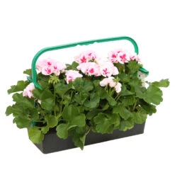 Géranium Zonale Americana® White Splash Improved'Label Rouge:10 Plants -Emerald Soldes 697188 2080140