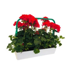 Géranium Zonale 'Tango® Neon Purple' Label Rouge : 10 Plants 7 Géranium Zonale 'Tango® Neon Purple' Label Rouge : 10 Plants -Emerald Soldes 697190 002