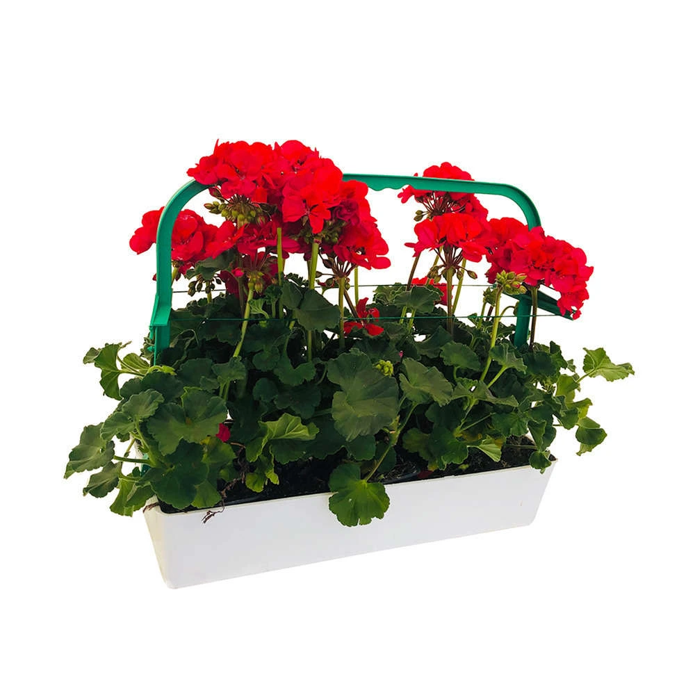 Géranium Zonale 'Tango® Neon Purple' Label Rouge : 10 Plants 3 Géranium Zonale 'Tango® Neon Purple' Label Rouge : 10 Plants – Image 3