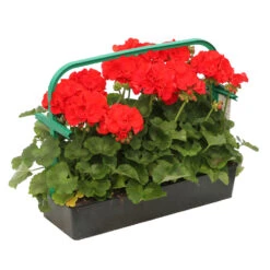 Géranium Zonale 'Compact Line Vulkan 09' Label Rouge : 10 Plants 7 Géranium Zonale 'Compact Line Vulkan 09' Label Rouge : 10 Plants -Emerald Soldes 697192 2080104