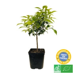 Yuzu AB: Pot 3L, Greffe 10 Yuzu AB: Pot 3L, Greffe -Emerald Soldes 697329 005