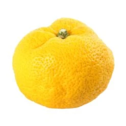 Yuzu AB: Pot 3L, Greffe 11 Yuzu AB: Pot 3L, Greffe -Emerald Soldes 697329 006
