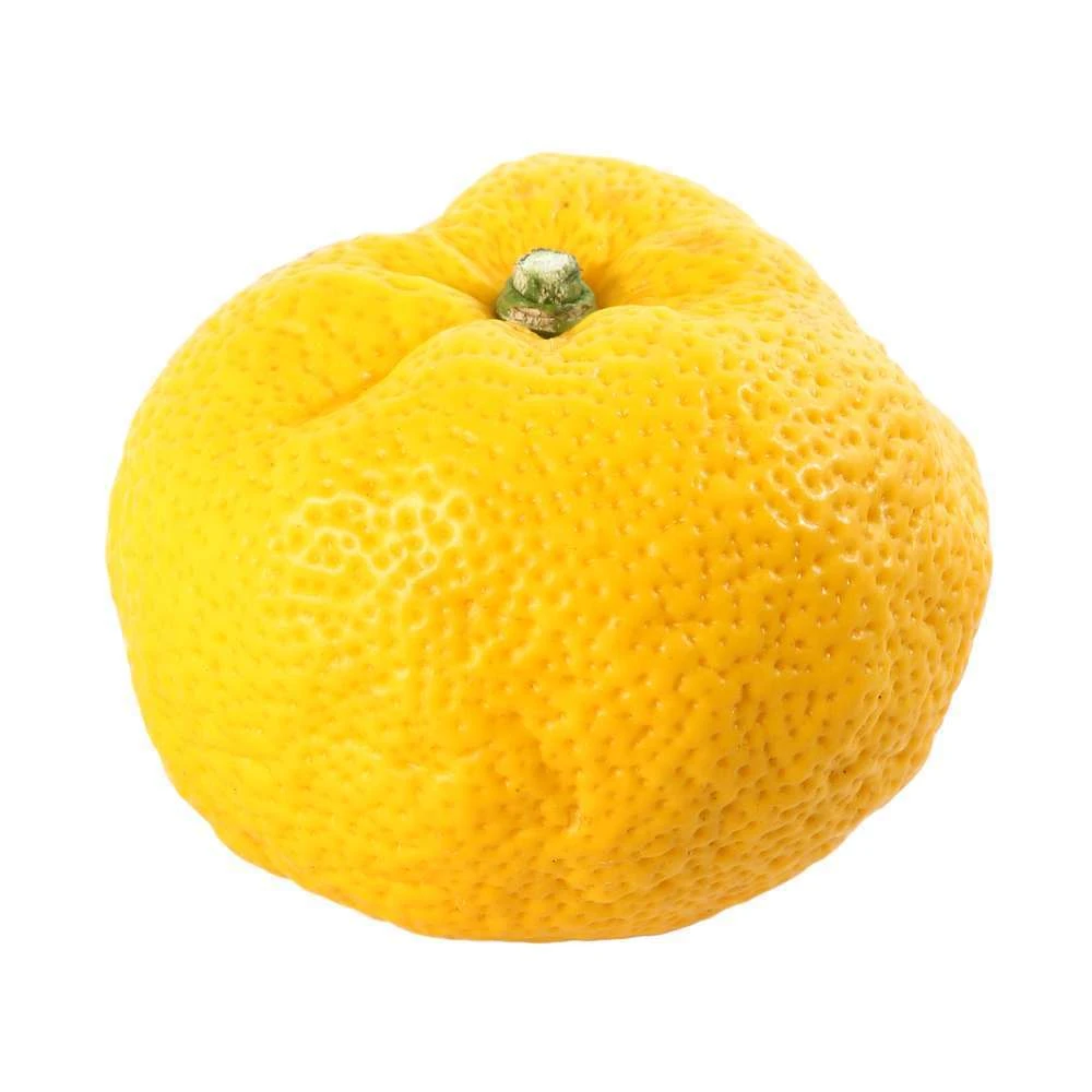 Yuzu AB: Pot 3L, Greffe 6 Yuzu AB: Pot 3L, Greffe – Image 6