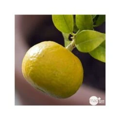 Mandarinier : C3L, Agriculture Biologique -Emerald Soldes 697332 001