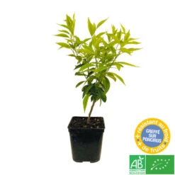 Mandarinier : C3L, Agriculture Biologique -Emerald Soldes 697332 004