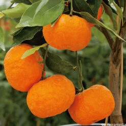 Mandarinier : C3L, Agriculture Biologique -Emerald Soldes 697332 005