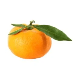 Mandarinier : C3L, Agriculture Biologique -Emerald Soldes 697332 009